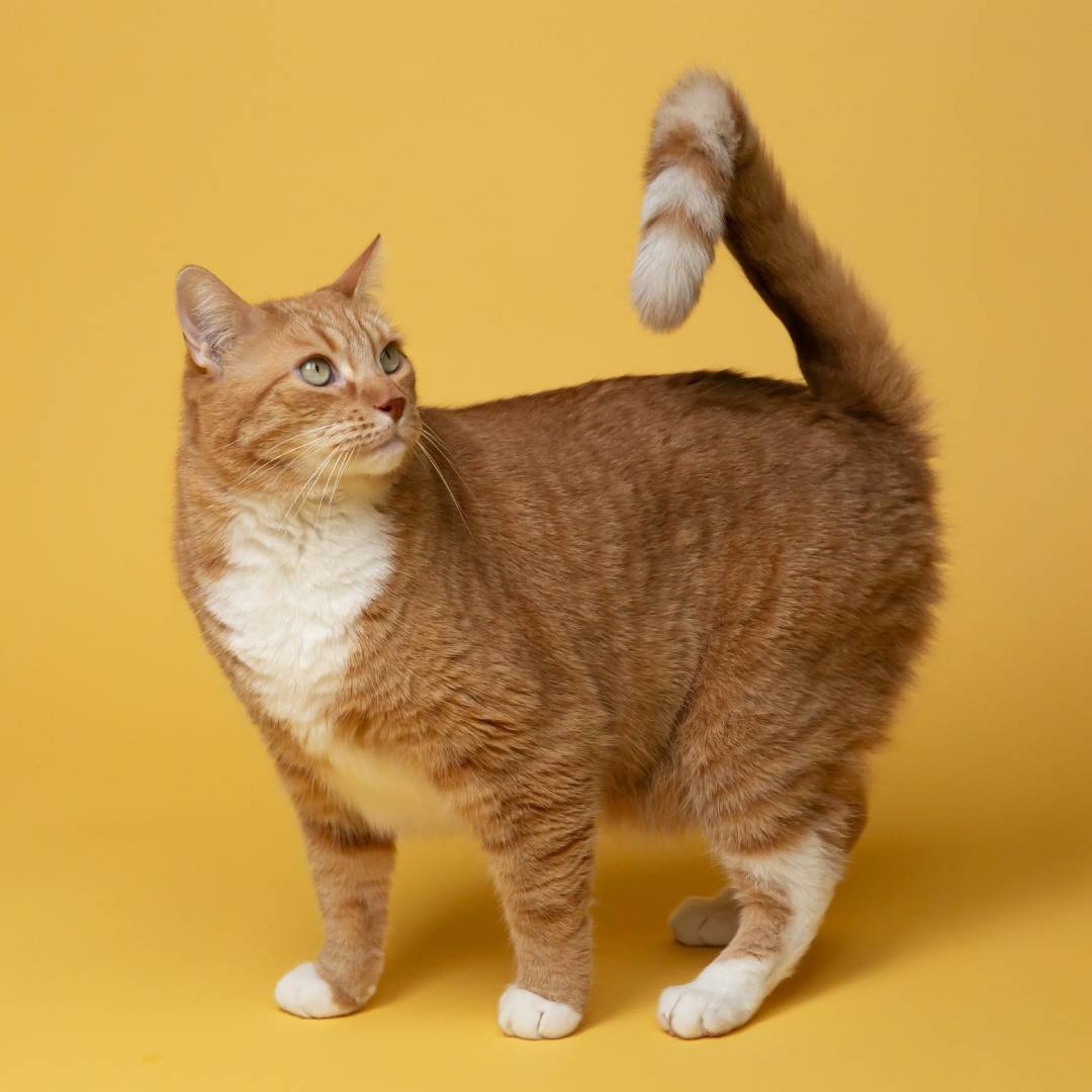 gato