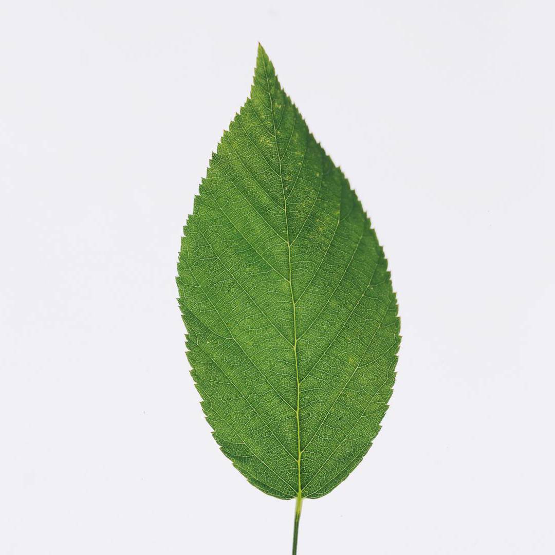 hoja