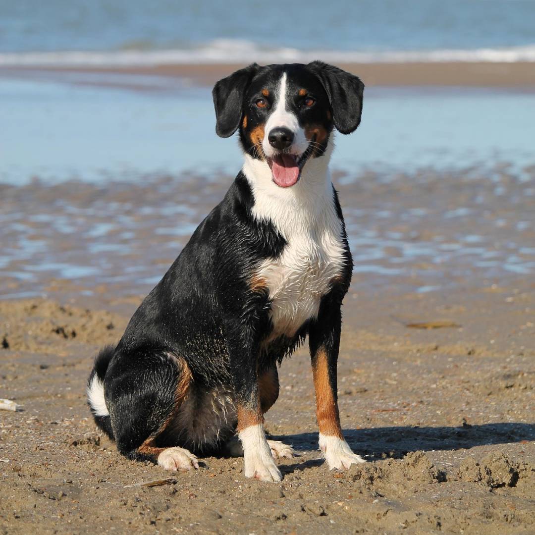 perro