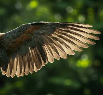ala