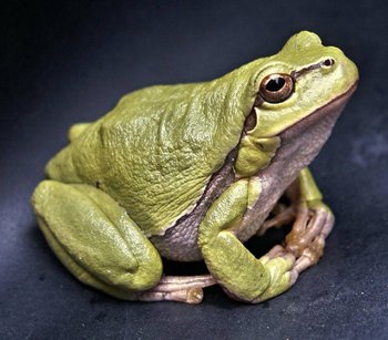 rana