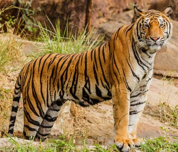 tigre