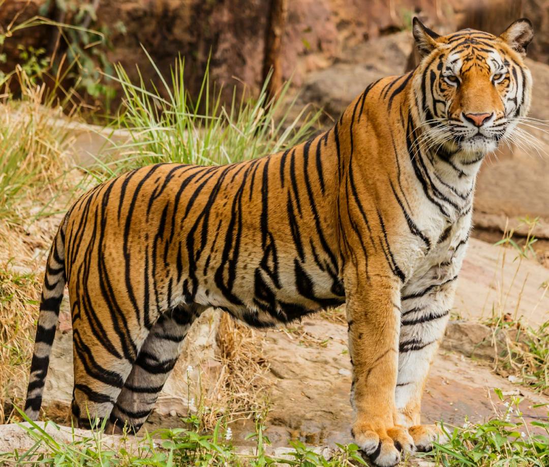 tigre